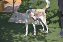 TORY, Hund, Labrador-Mix in Spanien - Bild 8