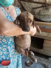 TOTO, Hund, Mischlingshund in Rumänien - Bild 10