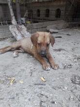 TOTO, Hund, Mischlingshund in Rumänien - Bild 3