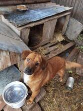TOTO, Hund, Mischlingshund in Rumänien - Bild 7