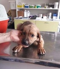 TOTO, Hund, Mischlingshund in Rumänien - Bild 9