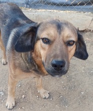 JACK, Hund, Mischlingshund in Griechenland - Bild 5