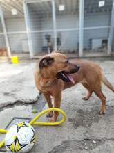 HELENA, Hund, Mischlingshund in Ungarn - Bild 4
