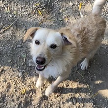 VANKOS, Hund, Mischlingshund in Ungarn - Bild 4