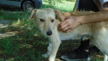 VANKOS, Hund, Mischlingshund in Ungarn - Bild 5