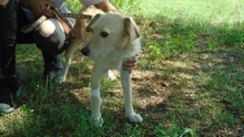 VANKOS, Hund, Mischlingshund in Ungarn - Bild 6