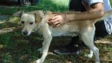 VANKOS, Hund, Mischlingshund in Ungarn - Bild 7