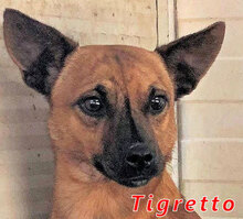 TIGRETTO, Hund, Mischlingshund in Italien - Bild 1