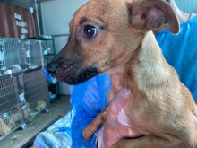 TIGRETTO, Hund, Mischlingshund in Schwalmtal - Bild 12