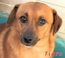 TIGRO, Hund, Mischlingshund in Italien - Bild 1