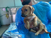 TIGRO, Hund, Mischlingshund in Italien - Bild 11
