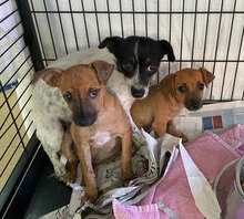 TIGRO, Hund, Mischlingshund in Italien - Bild 12