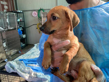 TIGRO, Hund, Mischlingshund in Italien - Bild 9