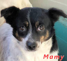 MAMY, Hund, Mischlingshund in Italien - Bild 1