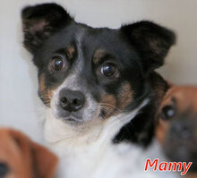MAMY, Hund, Mischlingshund in Italien - Bild 3