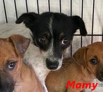 MAMY, Hund, Mischlingshund in Italien - Bild 5