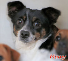 MAMY, Hund, Mischlingshund in Osterholz-Scharmbeck - Bild 8