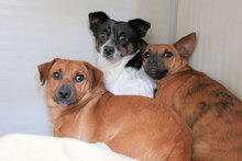 MAMY, Hund, Mischlingshund in Osterholz-Scharmbeck - Bild 9