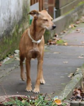 MATHILDA, Hund, Mischlingshund in Nürnberg - Bild 11