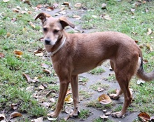 MATHILDA, Hund, Mischlingshund in Nürnberg - Bild 12