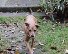 MATHILDA, Hund, Mischlingshund in Nürnberg - Bild 7