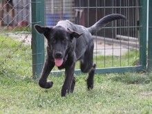 BANDZSI, Hund, Mischlingshund in Ungarn - Bild 2