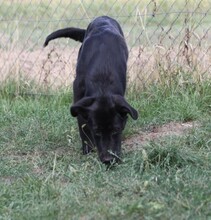 BANDZSI, Hund, Mischlingshund in Ungarn - Bild 3