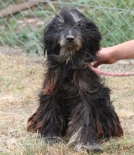 AKITO, Hund, Mischlingshund in Ungarn - Bild 1