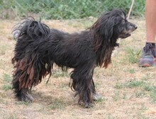 AKITO, Hund, Mischlingshund in Ungarn - Bild 5