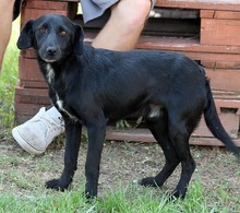 PERCY, Hund, Mischlingshund in Ungarn - Bild 1
