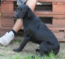 PERCY, Hund, Mischlingshund in Ungarn - Bild 2