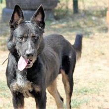 MAZLI, Hund, Mischlingshund in Ungarn - Bild 1