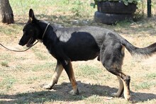 MAZLI, Hund, Mischlingshund in Ungarn - Bild 2