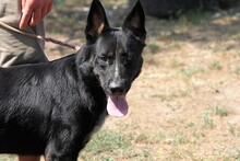 MAZLI, Hund, Mischlingshund in Ungarn - Bild 3
