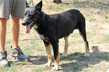 MAZLI, Hund, Mischlingshund in Ungarn - Bild 4