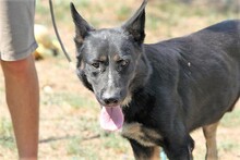 MAZLI, Hund, Mischlingshund in Ungarn - Bild 5