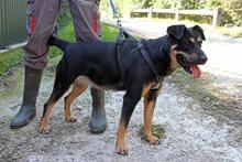 LOTTI5, Hund, Mischlingshund in Ungarn - Bild 1