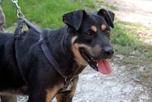 LOTTI5, Hund, Mischlingshund in Ungarn - Bild 2