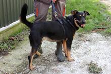 LOTTI5, Hund, Mischlingshund in Ungarn - Bild 3