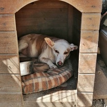 PERL, Hund, Mischlingshund in Bulgarien - Bild 1