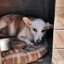 PERL, Hund, Mischlingshund in Bulgarien - Bild 2