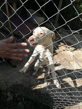 TRAMP, Hund, Mischlingshund in Bulgarien - Bild 1