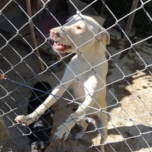 TRAMP, Hund, Mischlingshund in Bulgarien - Bild 2