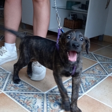 ANAISA, Hund, Mischlingshund in Spanien - Bild 1