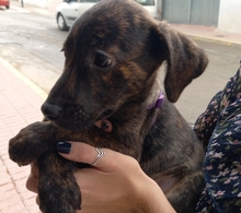 ANAISA, Hund, Mischlingshund in Spanien - Bild 6