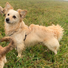 DUSTIE, Hund, Mischlingshund in Althütte - Bild 3
