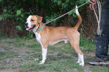 SPIKE2, Hund, Mischlingshund in Ungarn - Bild 2