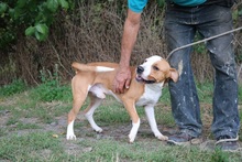 SPIKE2, Hund, Mischlingshund in Ungarn - Bild 3