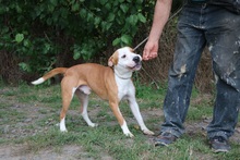 SPIKE2, Hund, Mischlingshund in Ungarn - Bild 4