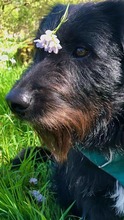 BELOU, Hund, Mischlingshund in Velbert - Bild 1
